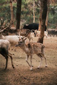 what does crawling only sitemap/robots mean?